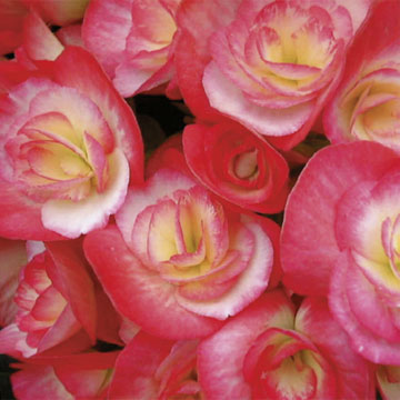 B. ‘Amstel series 3’